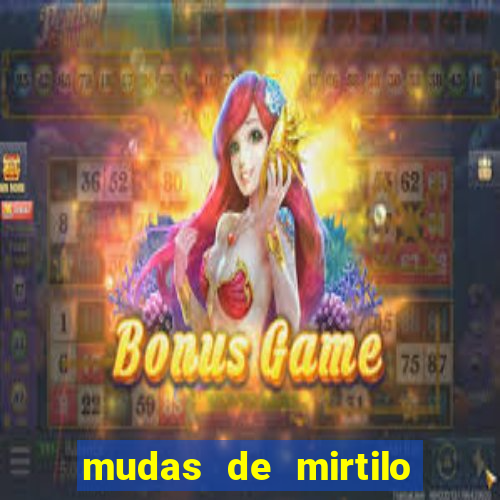 mudas de mirtilo em porto alegre